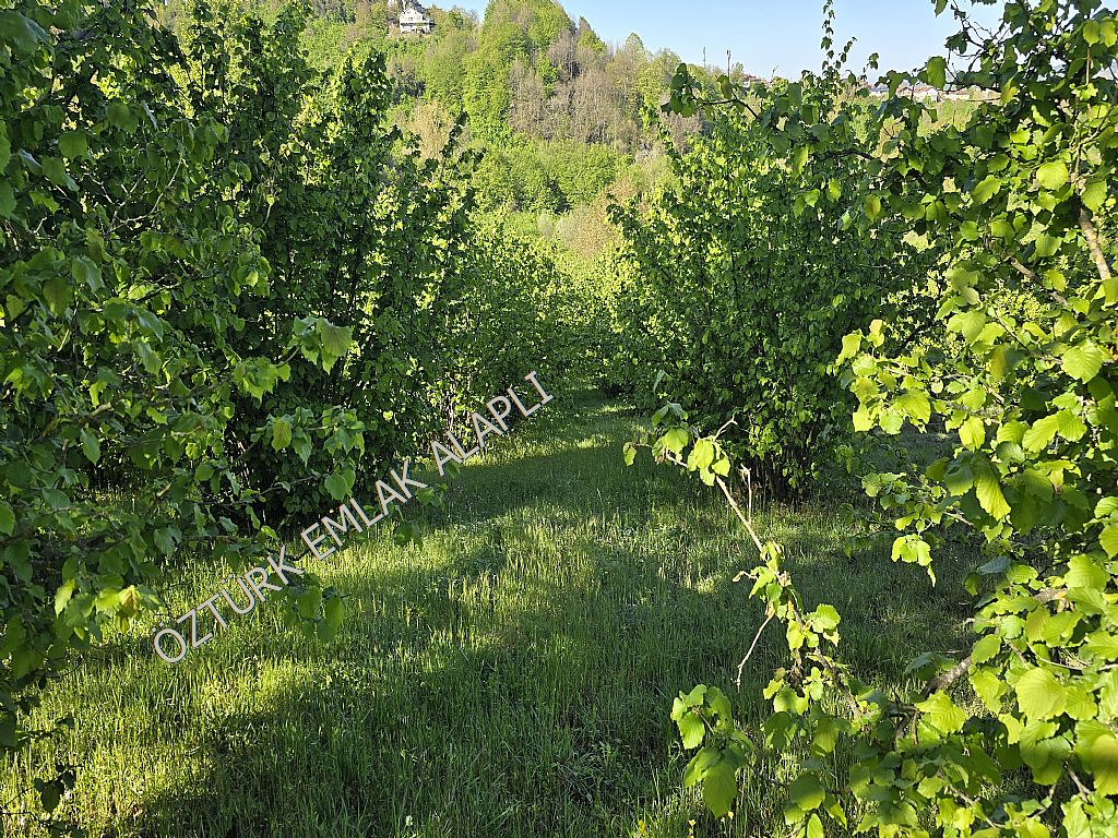 Alapl Kiralk Daire